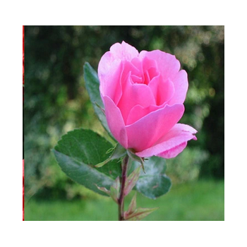 RÓŻA wielkokwiatowa różowa w donicy - sadzonki 15 / 30 cm